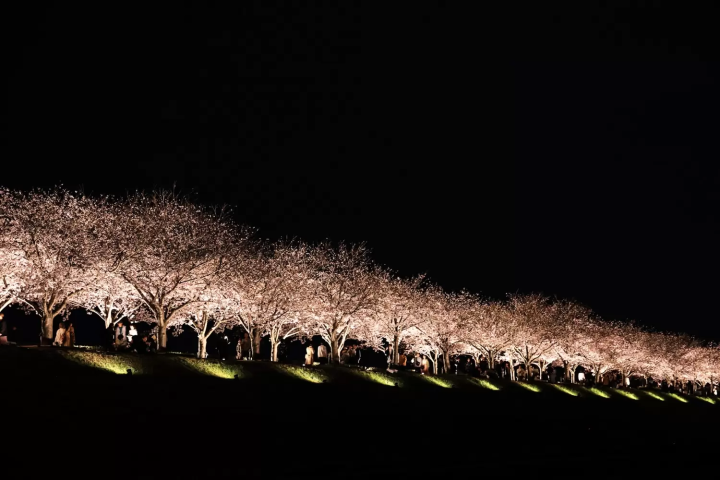 おの桜づつみ回廊　桜