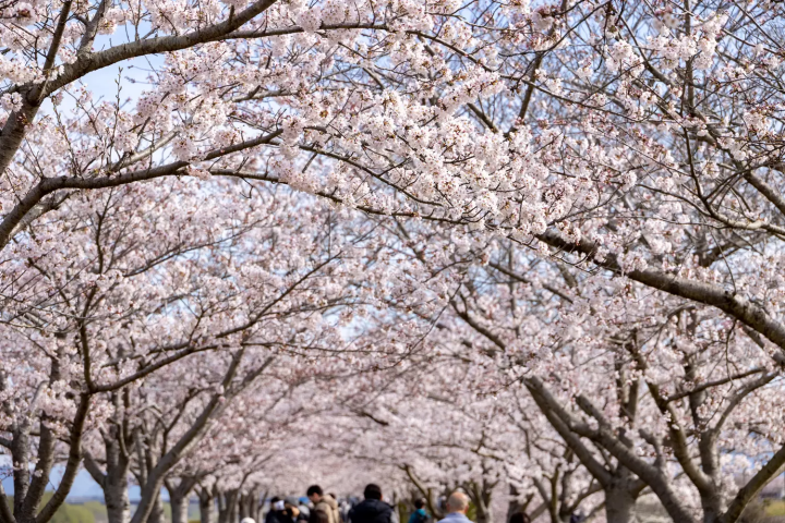 おの桜づつみ回廊　桜