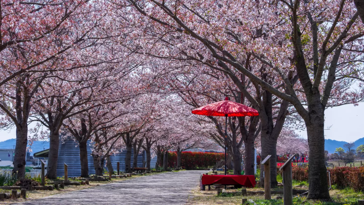おの桜づつみ回廊　桜