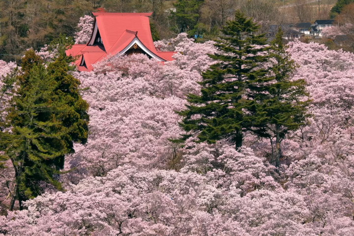 高遠城址公園 櫻花