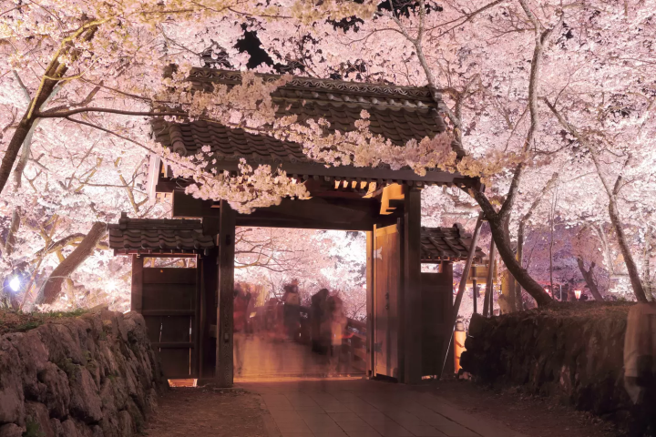 高遠城址公園 櫻花