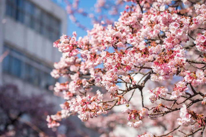熱海　桜　見頃
