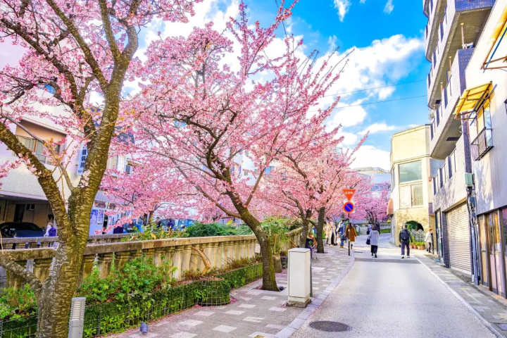 熱海　桜　糸川遊歩道