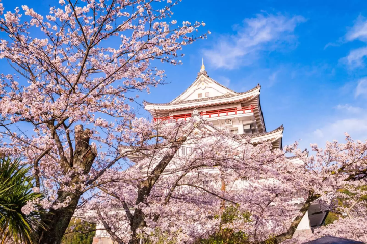 熱海　桜　熱海城
