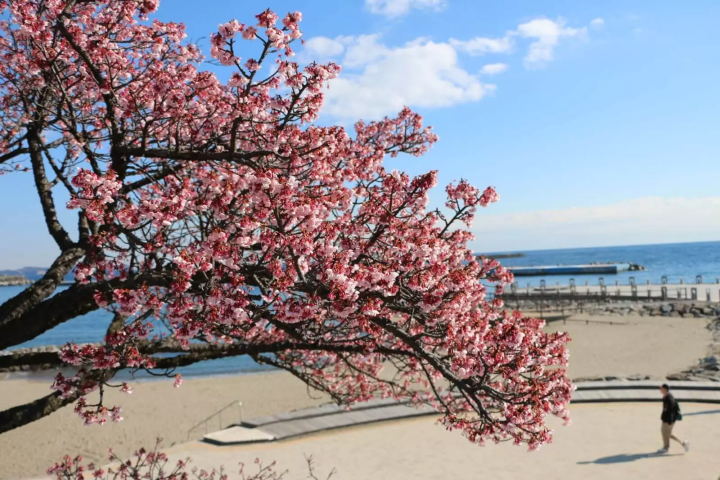 熱海　桜　熱海海浜公園