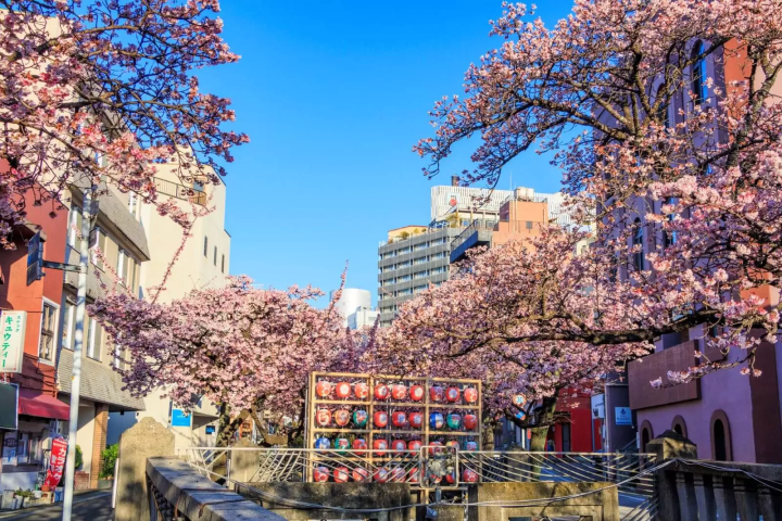 熱海　あたみ桜糸川桜まつり