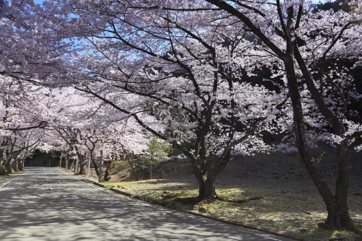 海津大崎的櫻花