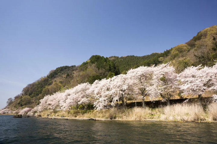 【2024】海津大崎的櫻花什麼時候看最好？遊船、交通指南與開花預測介紹！