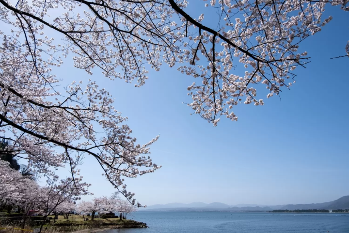 海津大崎　櫻花