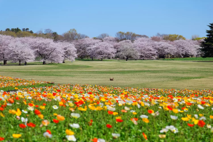 国営昭和記念公園 桜