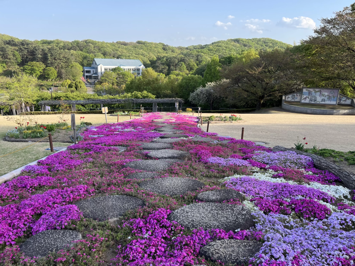 The purple curtains are fantastic! Fujioka City's scenic spot where wisteria blooms in full glory: "Fuji no Saku Oka"