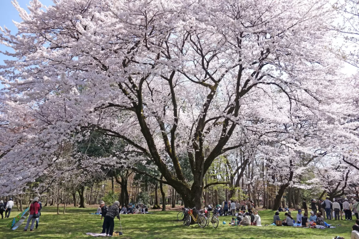 小金井公園　桜　見頃