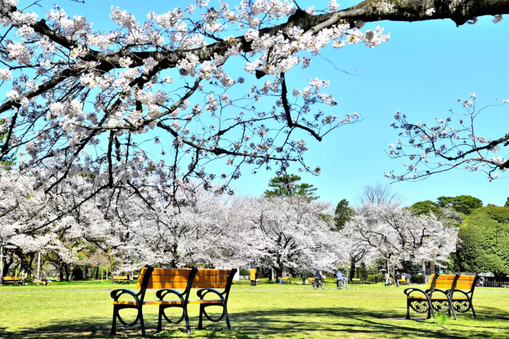 小金井公園　桜　スポット