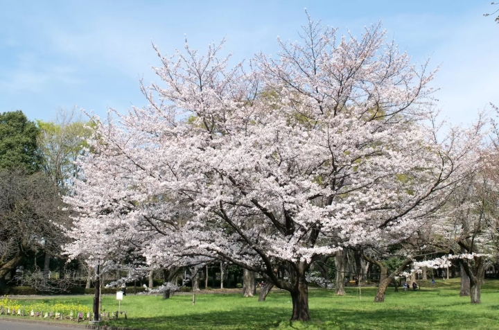 小金井公園　桜の園