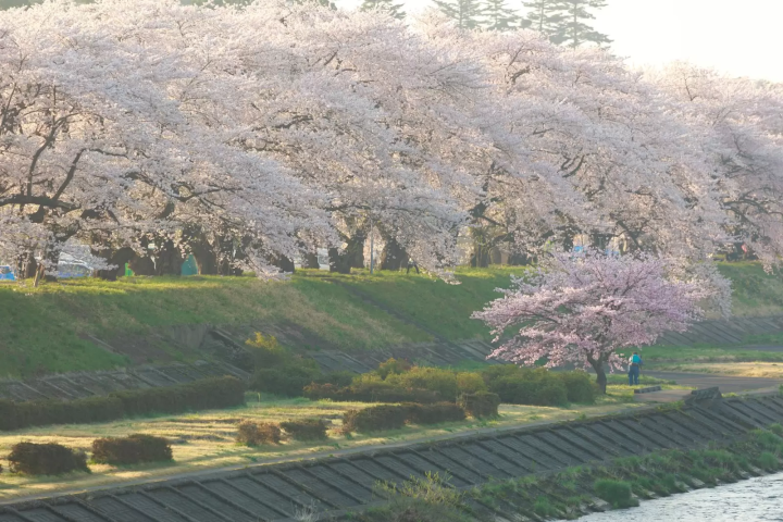 角館の桜