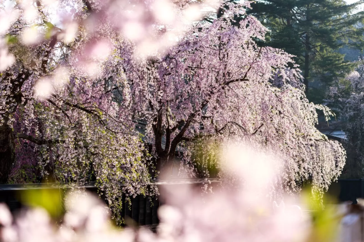 角館の桜