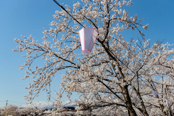 高田公園の桜
