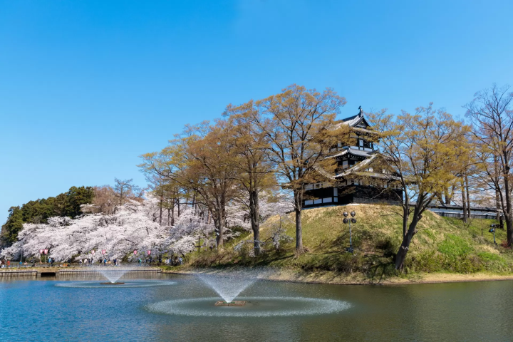 高田公園の桜