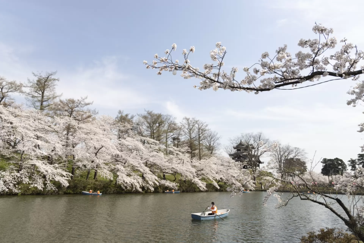 高田公園の桜