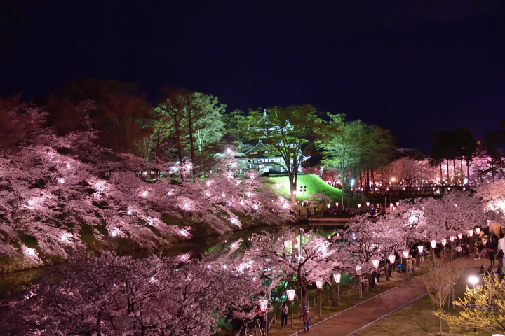 高田公園の桜