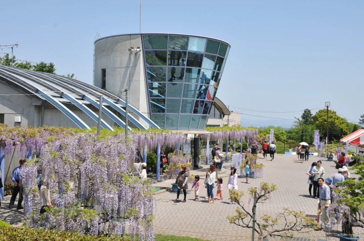 The purple curtains are fantastic! Fujioka City's scenic spot where wisteria blooms in full glory: "Fuji no Saku Oka"