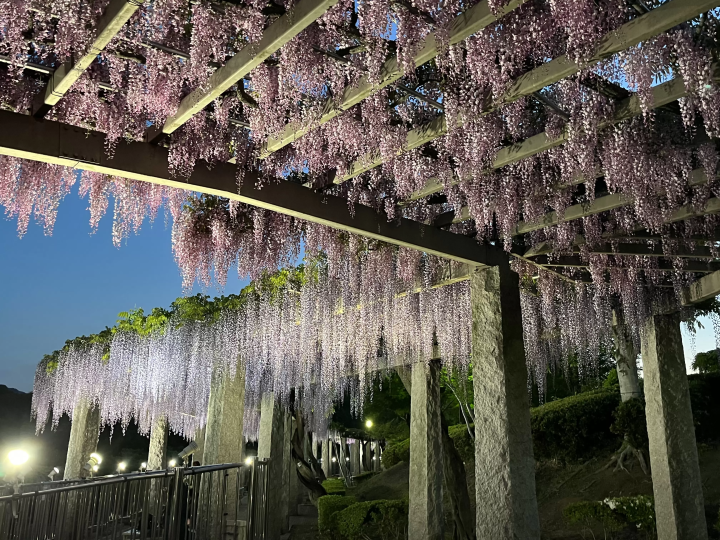 The purple curtains are fantastic! Fujioka City's scenic spot where wisteria blooms in full glory: "Fuji no Saku Oka"
