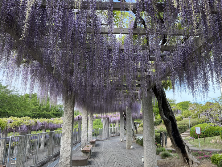 The purple curtains are fantastic! Fujioka City's scenic spot where wisteria blooms in full glory: "Fuji no Saku Oka"