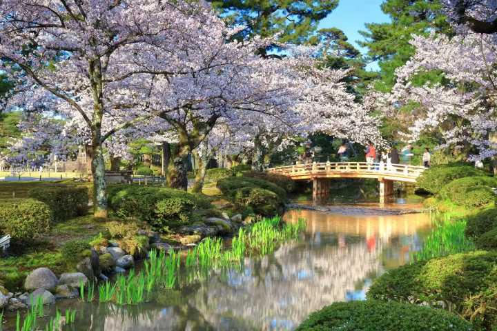 Kenrokuen cherry blossoms