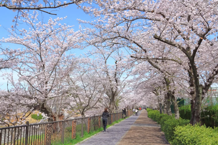 Yamazaki River Cherry Blossoms