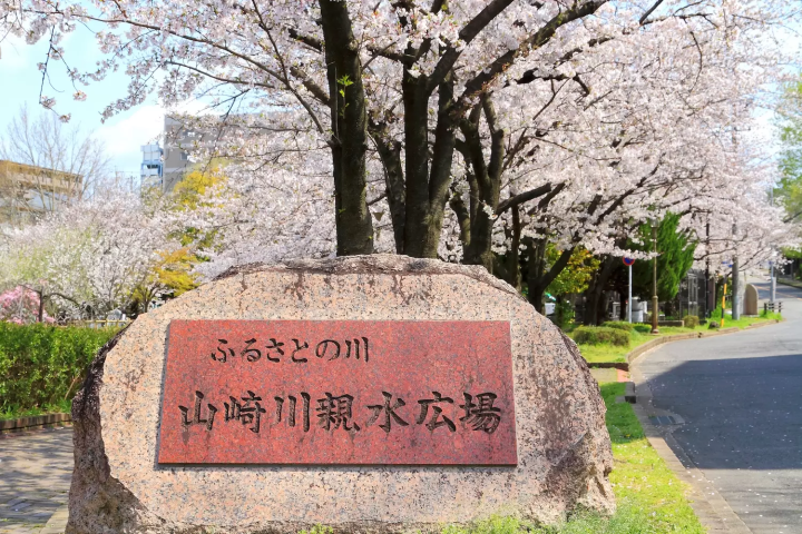 Yamazaki River Cherry Blossoms in Nagoya