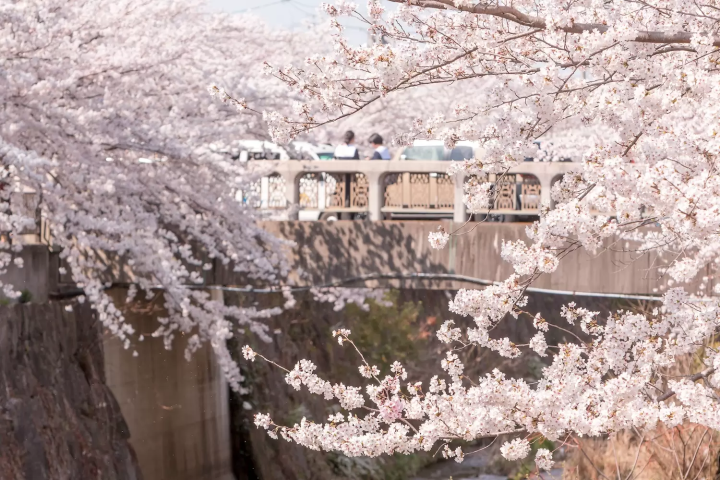 Yamazaki River Cherry Blossoms in Nagoya