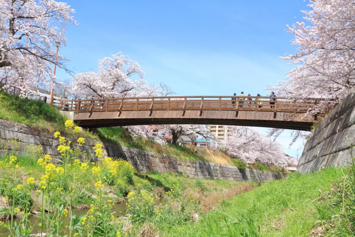 Yamazaki River Cherry Blossoms in Nagoya