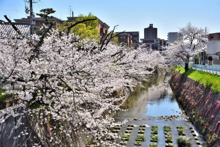 Yamazaki River Cherry Blossoms in Nagoya