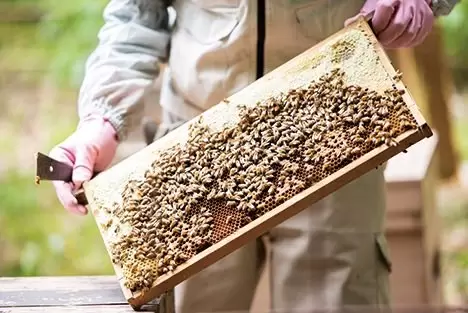 Togetsuho Maemuramoto Bee Farm (Honey) 