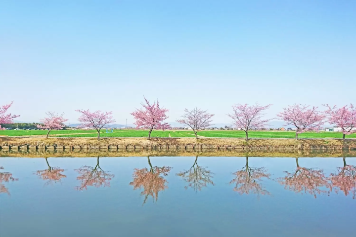 田んぼをバックに　河津桜ロード