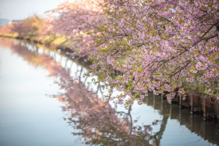 リフレクション（水面鏡）笠松河津桜ロード