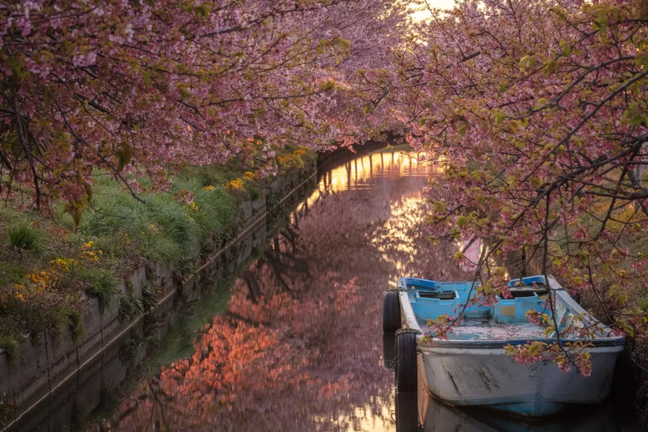 早朝の光と桜　笠松河津桜ロード