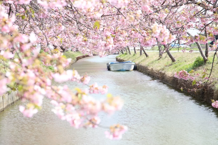 笠松河津桜ロード　ボート