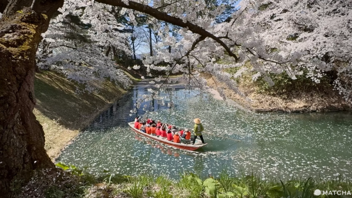 Hirosaki Park during Cherry Blossom Season