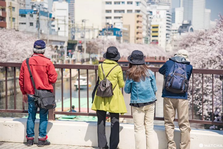 大岡川の桜の見頃