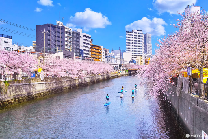 大岡川の桜を楽しめるおすすめスポット