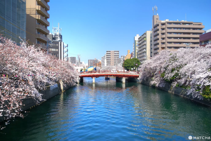 おすすめスポット1. さくら橋