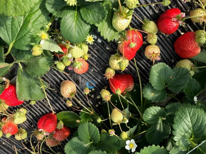 农场介绍～ Uluu Noen～