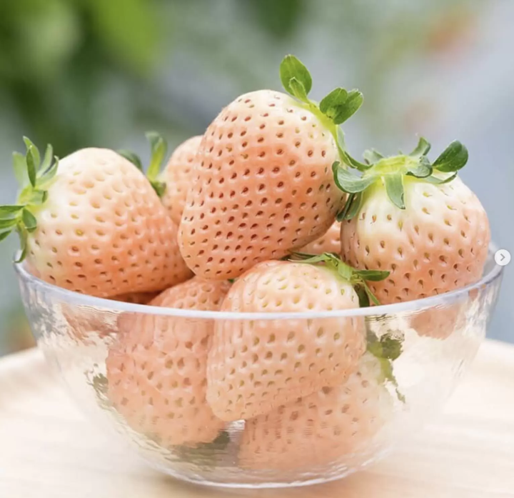 Farm Introductions: Kishigawa Strawberry Farm