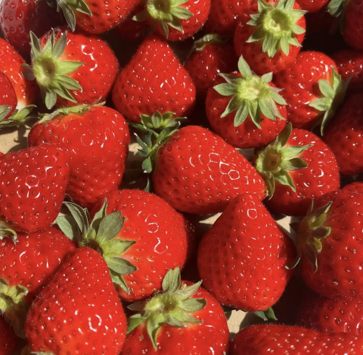 Farm Introductions: Kishigawa Strawberry Farm