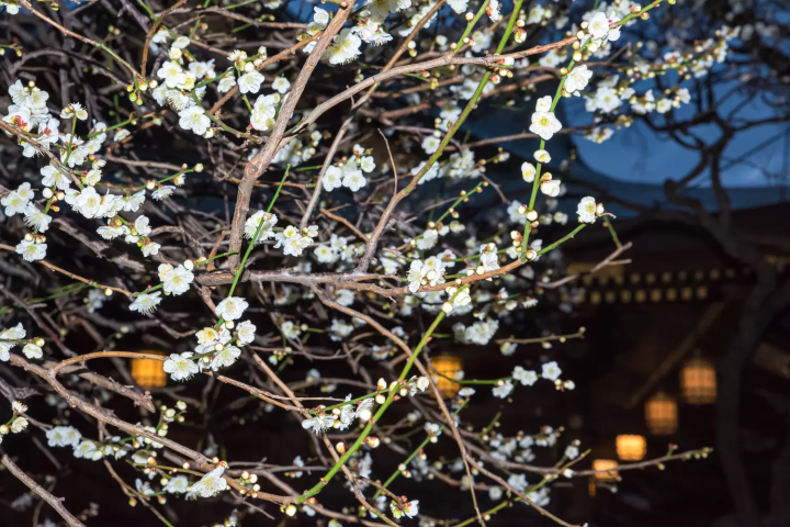 梅のライトアップ