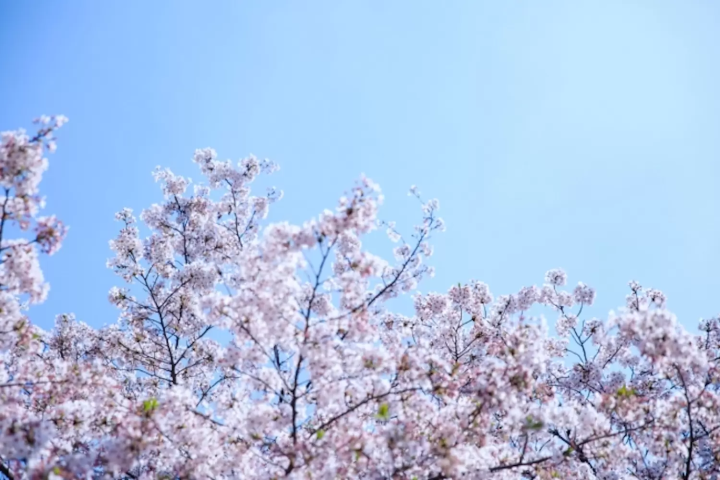 yoshino cherry blossoms