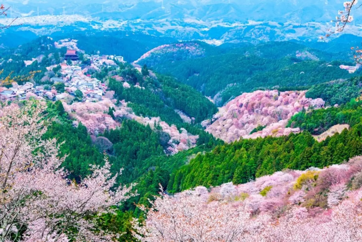 yoshino cherry blossoms