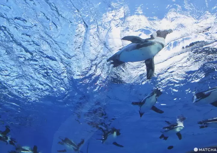 陽光水族館優惠券（平日限定）200日圓優惠券