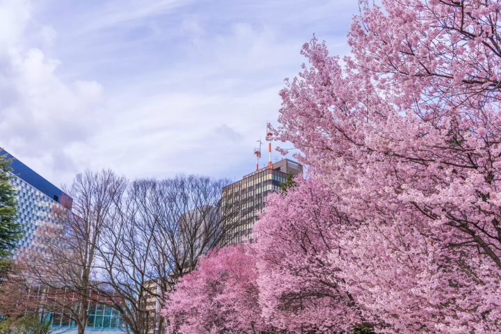 【2025年】嚴選介紹仙台8大賞櫻景點！解說特色和看點！